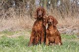 SETTER IRLANDAIS 289